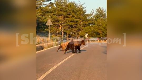 Arinjtë zbresin në Pukë, momenti kur kalojnë në rrugë