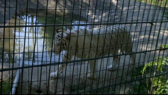 Si e përballojnë kafshët vapën në Kopshtin Zoologjik! Vera e nxehtë/ Pishina, fruta të ngrira, hije dhe qetësi