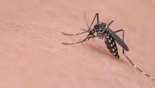 Shpallet epidemia e etheve të Nilit Perëndimor në 5 komuna të Shkupit, një i vdekur dhe 26 raste, pesë pacientë në gjendje kritike