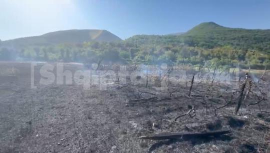 Zjarr në një fshat të Pukës, shmanget rreziku për banesat! Digjen 5 dynym sipërfaqe dhe pemë frutore (VIDEO)