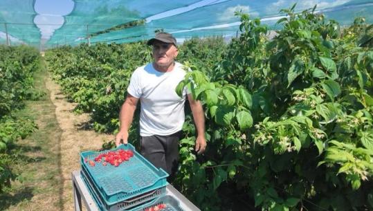 Qatip Doda, agronomi që u bë fermer: Si ‘e zbulova’ mjedrën, frutin ftimprurës me kërkesë të lartë në treg! Shitet deri në 800 lek/kg