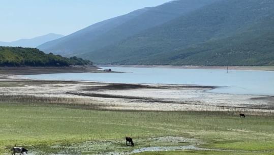 Mungesa e reshjeve/ Thahet liqeni i Vërmicës, shndërrohet në livadh për bagëtitë