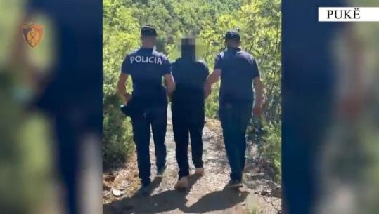 Kishte mbjellë 105 bimë kanabisi, pranga 58-vjeçarit në Pukë. Policia i gjen edhe pistoletë pa leje