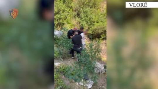 Kishte kultivuar 135 bimë kanabisi në Dukat të Vlorës, kapet në flagrancë 33-vjeçari