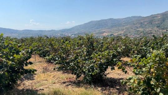 Lajthitë mbeten stok në Fier e Mallakastër, fermerët: Prodhimi është i bollshëm, por çmimi i dobët