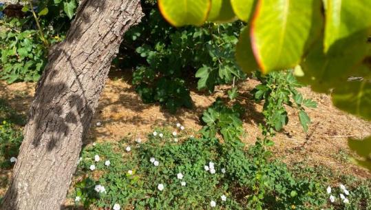 Frymëmarrja e lirë e Tokës në fshat ua freskon natën fshatarëve që s’e betonizuan!