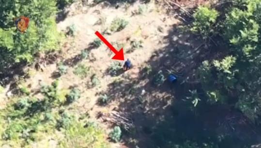 Policia zbulon dy parcela me 215 bimë kanabisi në Bulqizë, arrestohet 37-vjeçari nga Kamza