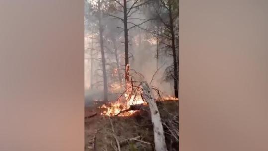 Vatër e re zjarri në Fier, flakët përhapen me shpejtësi në pyllin me pisha të Çërrilës