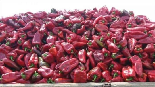 Asgjësohet në Kroaci një sasi me speca të kuq me pesticide, ishin importuar nga Shqipëria