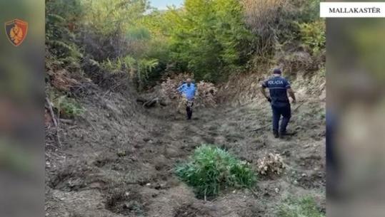 Dyshohet se kultivoi 80 bimë kanabisi në tokë shtetërore, arrestohet 41-vjeçari në Mallakastër