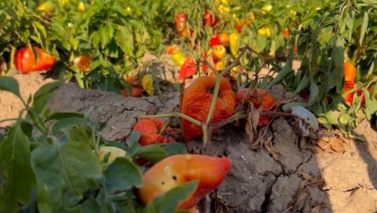  ‘Gjithë mundi shkoi dëm’, kalben tonela me perime në fushën e Korçës pasi u goditën nga breshëri. Fermeret kërkojnë dëmshpërblim