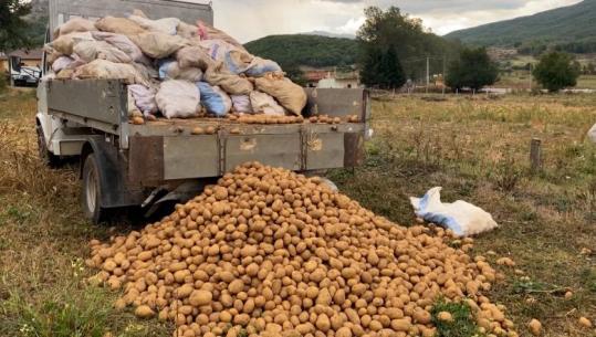 Patatja e famshme e Stëblevës shitet në anë të rrugës, fermerët: Kemi vështirësi për tregje dhe makineri: Përdorim ende kuajt