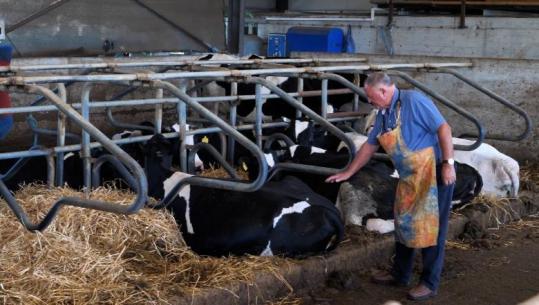 ‘Aman më shpëto lopën’, prek veterineri Gani Çelepija: Kam pritur rreth 11 mijë viça, ja rasti më delikat në punë