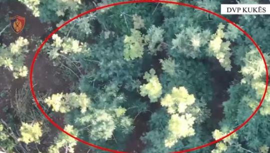 U gjet 50 metra larg parcelës me kanabis, pranga 38-vjeçarit në Tropojë! Zbardhen 2 vjedhje në Kukës, arrestohet autori