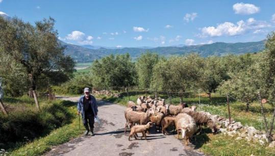 Vështirësi nga kostot dhe mungesa e subvencioneve, blegtorët letër me 7 kërkesa qeverisë! Kërkojnë heqje të akcizës së naftës e rialokim fondesh! Paralajmërojnë protesta