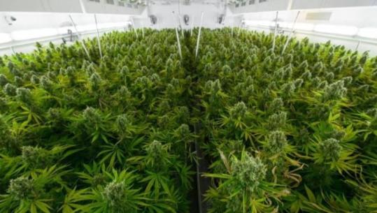VKM/ Përcaktohen rregullat për cannabis-in mjekësor dhe industrial! Nga kontrolli i vazhdueshëm përmes kamerave 24/7, dronëve e satelitëve, tek sekuestrimi dhe konfiskimi