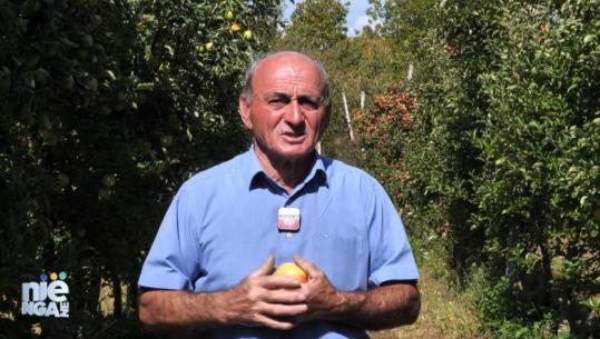 Nga mollët tek mjedrat, Qatip Doda zbulon në 'Një nga Ne' strategjinë që i solli fitim: Investova tek frutat në Maqellarë, fitoj 2000 euro në muaj