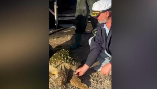 Peshkatarët në Vlorë kapin një breshkë deti, zbulojnë se ishte e pajisur me shenjë identifikimi! Specialistët kërkojnë të zbulojnë rrugëtimin e saj
