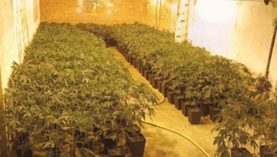 Zbulohet plantacioni me mbi 1200 bimë kanabisi në Itali, vlera në treg mbi 1 milionë euro! Arrestohet shqiptari që kujdesej për drogën
