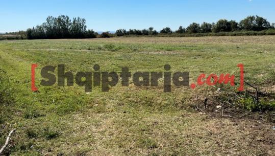 Tokat po mbeten djerrë në Kurbin, fermerët në Fushë-Kuqe po heqin dorë nga bujqësia: Kostot e larta dhe mungesa e subvencioneve na vështirësojnë punën