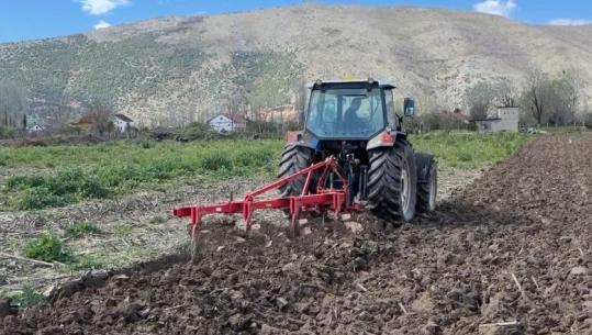 Kurbin/ Kosto të rritura e pa subvencione, fermerët në krizë: E kemi shumë të vështirë me këto çmime