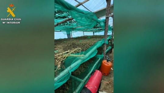 Plantacion kanabisi në një pyll në Spanjë, bien në pranga 4 shqiptarë! Strehoheshin në tenda kampingu