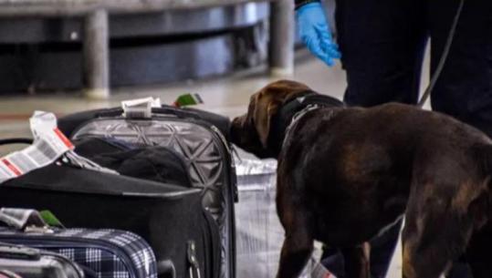 Dogana gjermane bllokon pakon drejt Shqipërisë, qeni nuhatës zbulon 32 lëkura pitoni të kontrabanduara