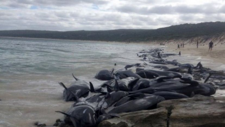 150 balena bllokohen në breg, ja nga çfarë kërcënohen