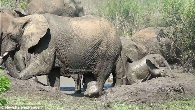 Dashuria e prindërve/ Elefantët bëhen “copë” për të shpëtuar këlyshin e tyre