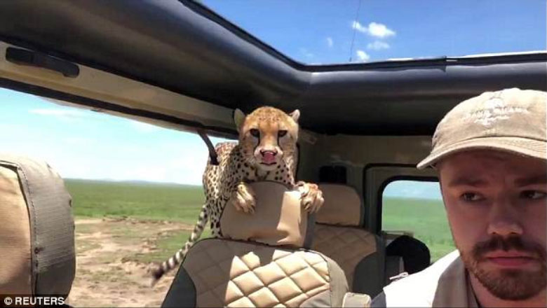 “Mos guxo të lëvizësh”/ Turisti i tmerruar, pasi gepardi i hyn brenda në makinë (VD)