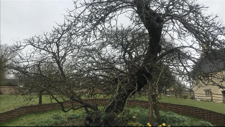 Pema e mollës së Isaac Newton ende qëndron fort mbi tokë