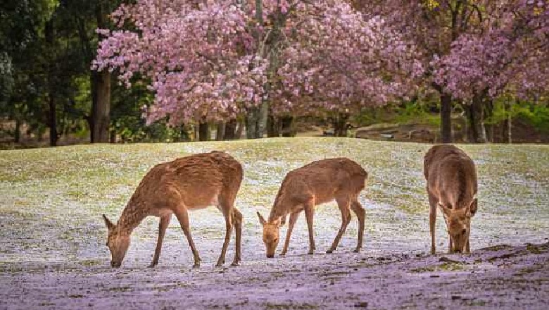 Qindra turistë janë 'kafshuar' në Japoni, teksa ushqejnë kafshët e egra