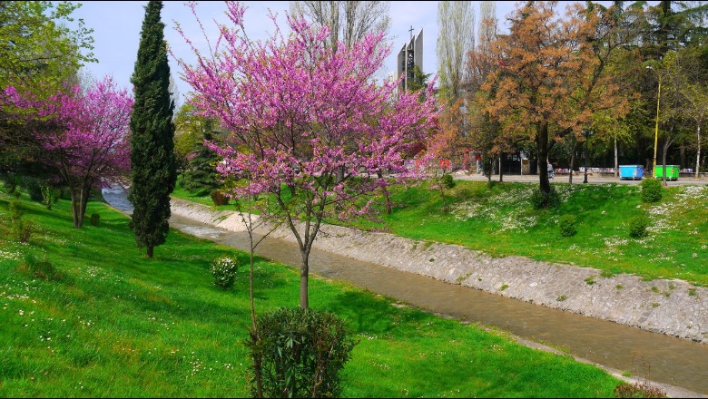 FOTOT / Lulet shumëngjyrëshe “pushtojnë” Tiranën