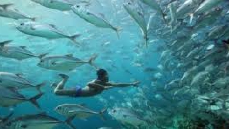 Fisi i “njerëzve peshq”, qëndrojnë 13 minuta nën ujë pa marrë frymë