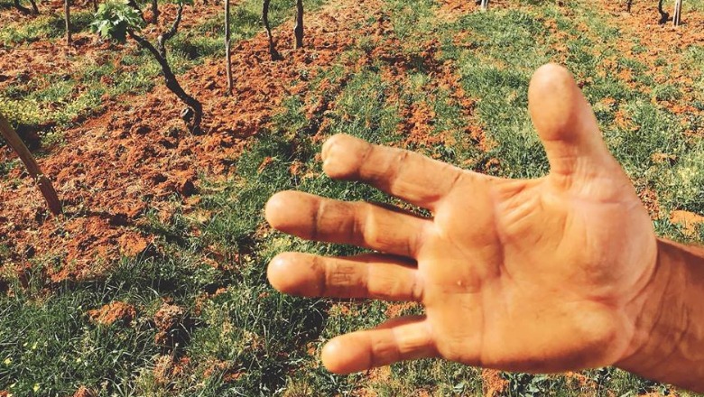 A keni parë ndonjëherë duar vreshtari shqiptar?/FOTO
