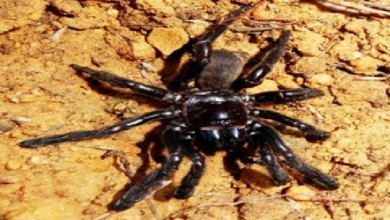  Ngordh 43-vjeçe merimanga më e moshuar në botë, e pickoi një grerëz