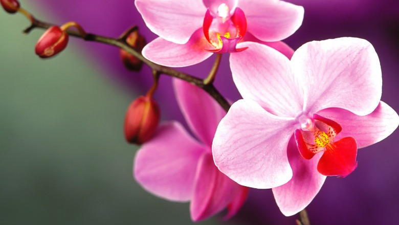 Orkideja, mbretëresha e luleve, një lloj i saj rritet edhe në banjë