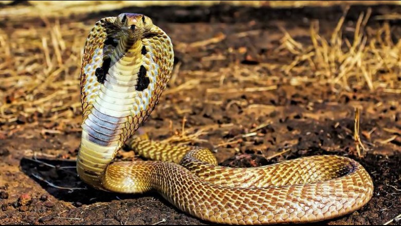 OBSH: Çdo vit 5.4 milionë persona kafshohen nga gjarpërinjtë