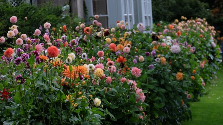 Të rinjtë 'braktisin' telefonat për lulet, ja kopshtet mahnitëse britanike