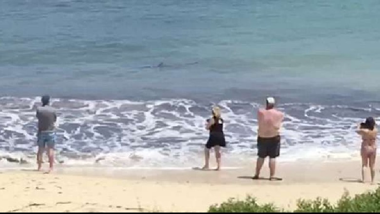 Video/ Kur pushimet kthehen në tmerr për shkak të peshkaqenit