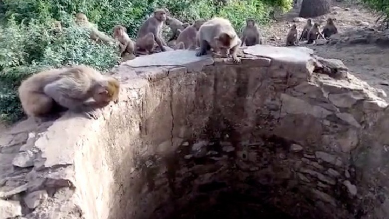 Video/ Bie në pusin e thellë me ujë, majmunët 'kërcimtarë' shpëtojnë leopardin 