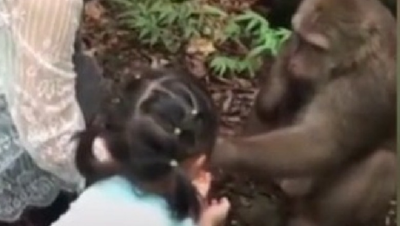 Video/ Po ushqente kafshën, vajza e vogël goditet nga majmuni