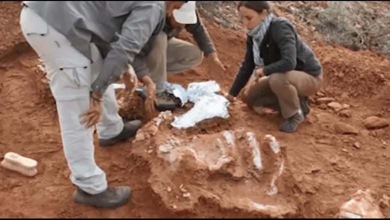 Argjentinë, zbulohet fosili i një prej gjigandëve të parahistorisë