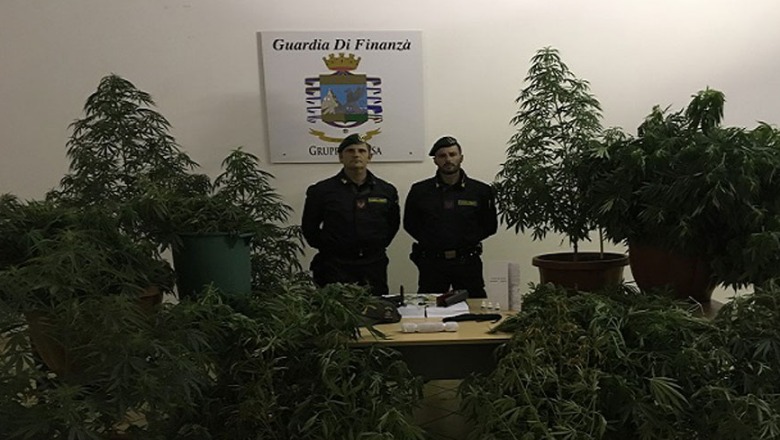 Kultivonin 135 bimë kanabis në Itali, arrestohen dy shqiptarët ilegalë/ Video