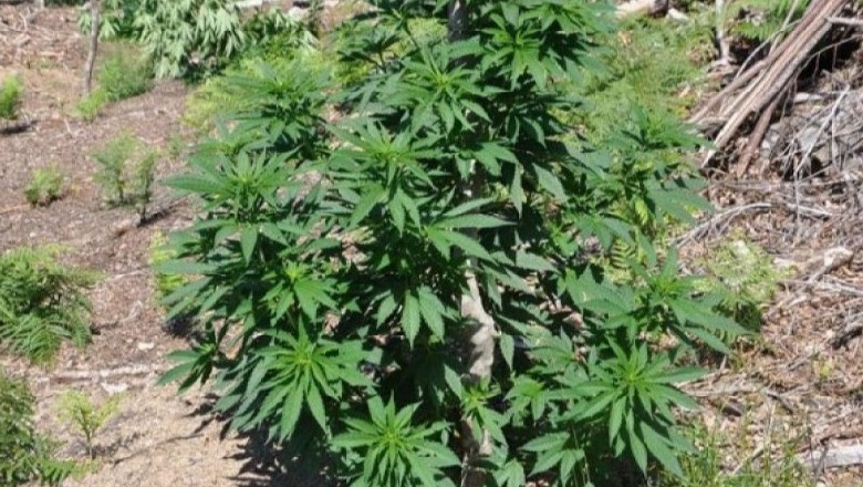 Policia aksion antikanabis në fshatrat e lumit të Vlorës