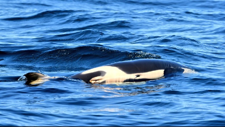 Pushtoi internetin me dhembshurinë e saj, balena lëshon pas 17 ditësh këlyshin e ngordhur 