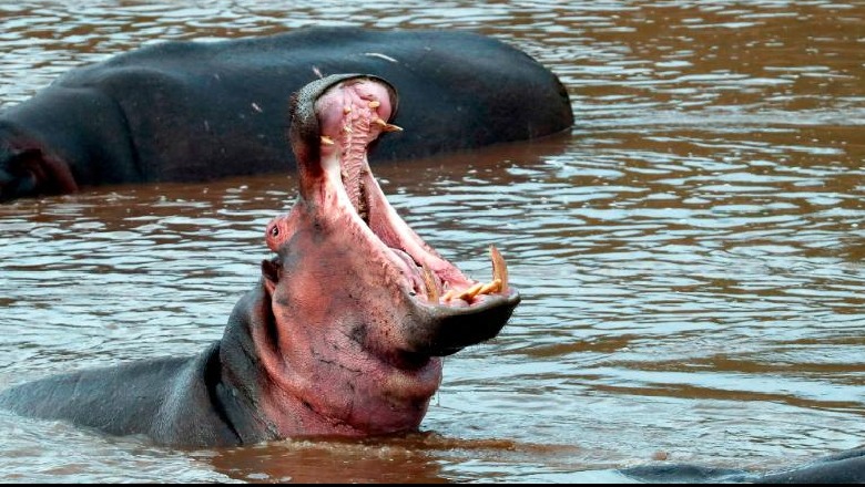 Po i bënte foto liqenit, hipopotami vret turistin kinez