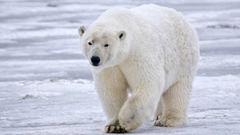 Kanada/ Sulmohet nga ariu polar, humb jetën gjahtari, plagosen dy të tjerë