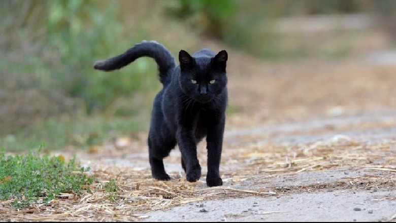 Besoni në ndikimin e maces së zezë? Zbuloni të vërtetën e tersit legjendar