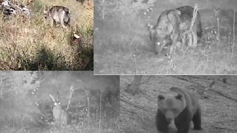 Nga baldosa, ariu i murrmë tek macja e egër, kamerat kurth zbulojnë kafshët e rralla në malin e Tomorrit (Video)